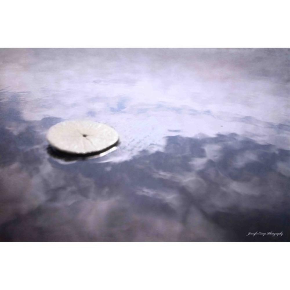 Sand Dollar Coastal Fine Art Photography Print Framed Wall Decor Size 5x7